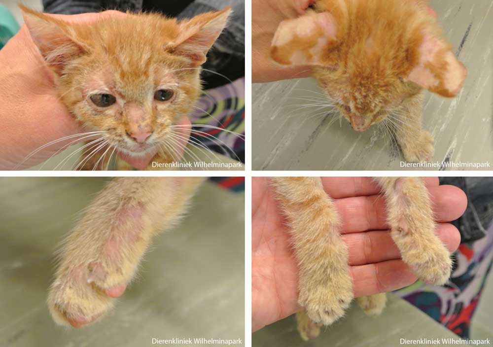 Een kitten van 3 maanden met kalige plekken